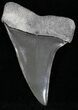 Fossil Mako Shark Tooth - Bone Valley, FL #18548-1